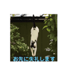 キャッツの日常2（個別スタンプ：9）
