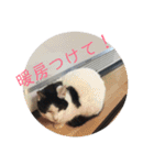 キャッツの日常2（個別スタンプ：12）