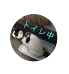 キャッツの日常2（個別スタンプ：14）
