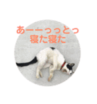 キャッツの日常2（個別スタンプ：15）