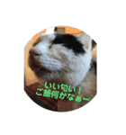 キャッツの日常2（個別スタンプ：16）
