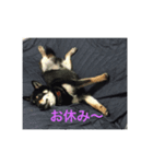 黒柴  ワガママ龍号（個別スタンプ：6）