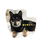 黒柴  ワガママ龍号（個別スタンプ：8）