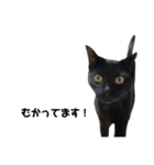 くろねこスタンプ実写（個別スタンプ：5）