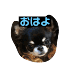 jillスタンプ①（個別スタンプ：1）