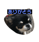 jillスタンプ①（個別スタンプ：12）