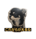 jillスタンプ①（個別スタンプ：13）
