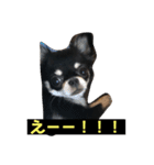 jillスタンプ①（個別スタンプ：16）