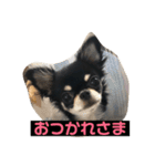 jillスタンプ①（個別スタンプ：17）