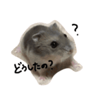 Shimeji stamp（個別スタンプ：2）