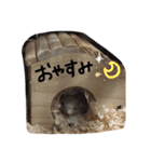 Shimeji stamp（個別スタンプ：3）