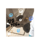 Shimeji stamp（個別スタンプ：13）