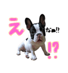 フレンチブルドッグのこはく君（個別スタンプ：1）