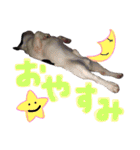 フレンチブルドッグのこはく君（個別スタンプ：6）