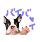フレンチブルドッグのこはく君（個別スタンプ：7）