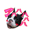 フレンチブルドッグのこはく君（個別スタンプ：11）