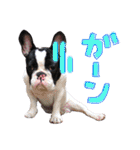 フレンチブルドッグのこはく君（個別スタンプ：13）