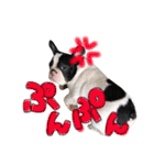 フレンチブルドッグのこはく君（個別スタンプ：18）