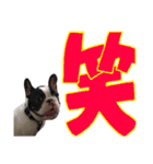 フレンチブルドッグのこはく君（個別スタンプ：20）