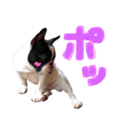 フレンチブルドッグのこはく君（個別スタンプ：21）