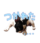 フレンチブルドッグのこはく君（個別スタンプ：23）