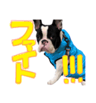 フレンチブルドッグのこはく君（個別スタンプ：25）