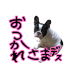 フレンチブルドッグのこはく君（個別スタンプ：26）