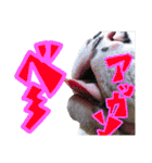 フレンチブルドッグのこはく君（個別スタンプ：32）