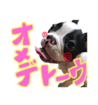 フレンチブルドッグのこはく君（個別スタンプ：34）