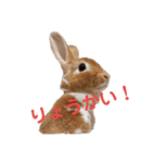うさぎのめい（個別スタンプ：1）