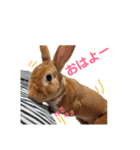 うさぎのめい（個別スタンプ：2）