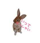 うさぎのめい（個別スタンプ：4）