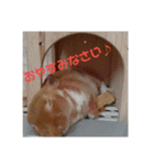 うさぎのめい（個別スタンプ：8）