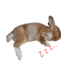 うさぎのめい（個別スタンプ：9）