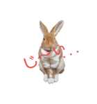 うさぎのめい（個別スタンプ：10）