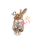 うさぎのめい（個別スタンプ：11）