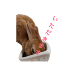 うさぎのめい（個別スタンプ：13）