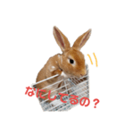 うさぎのめい（個別スタンプ：14）