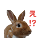 うさぎのめい（個別スタンプ：15）