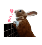 うさぎのめい（個別スタンプ：16）
