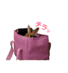 うさぎのめい（個別スタンプ：19）