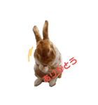 うさぎのめい（個別スタンプ：20）