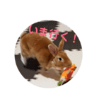 うさぎのめい（個別スタンプ：23）