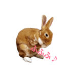 うさぎのめい（個別スタンプ：24）