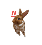 うさぎのめい（個別スタンプ：25）