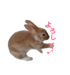 うさぎのめい（個別スタンプ：26）