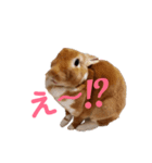 うさぎのめい（個別スタンプ：31）