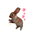 うさぎのめい（個別スタンプ：32）