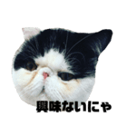 エキゾチックショートヘア もちお（個別スタンプ：7）