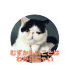 エキゾチックショートヘア もちお（個別スタンプ：10）